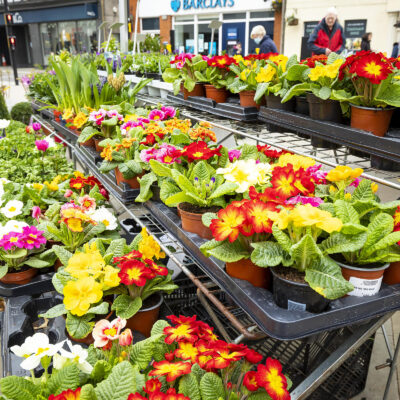 Trays of colourful primroses