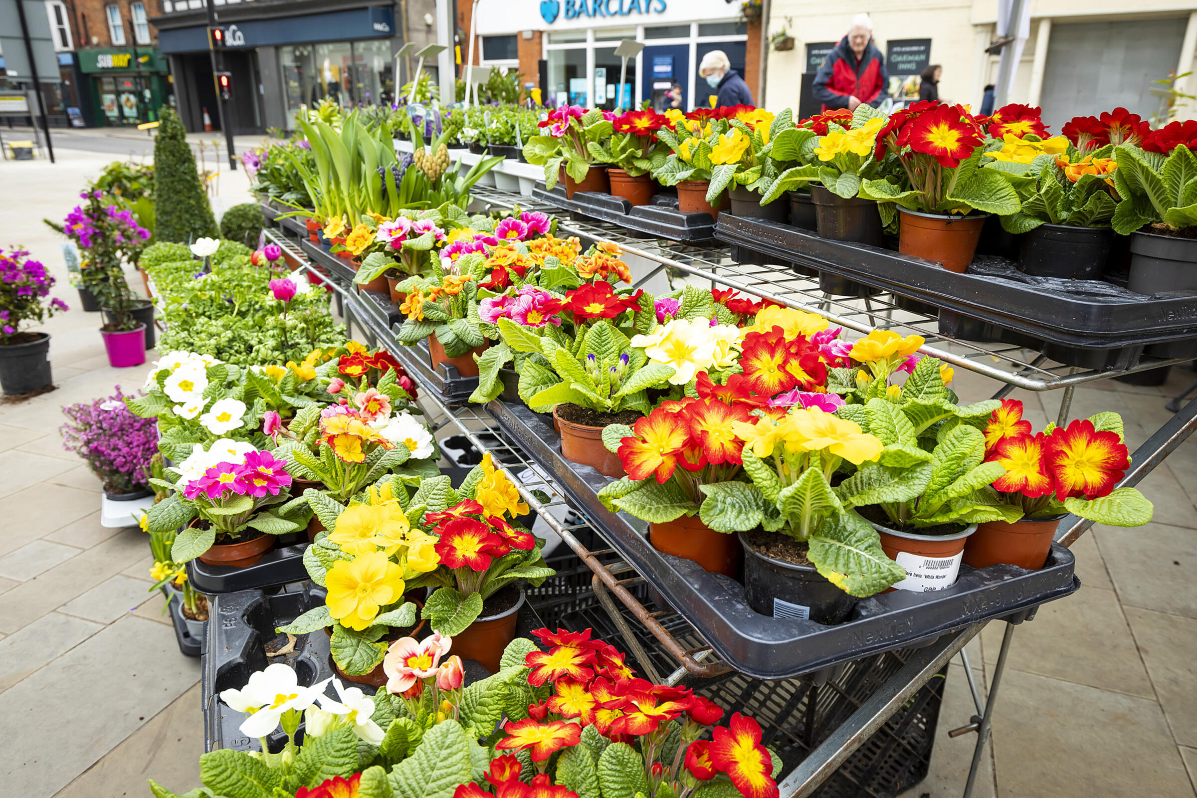 Trays of colourful primroses